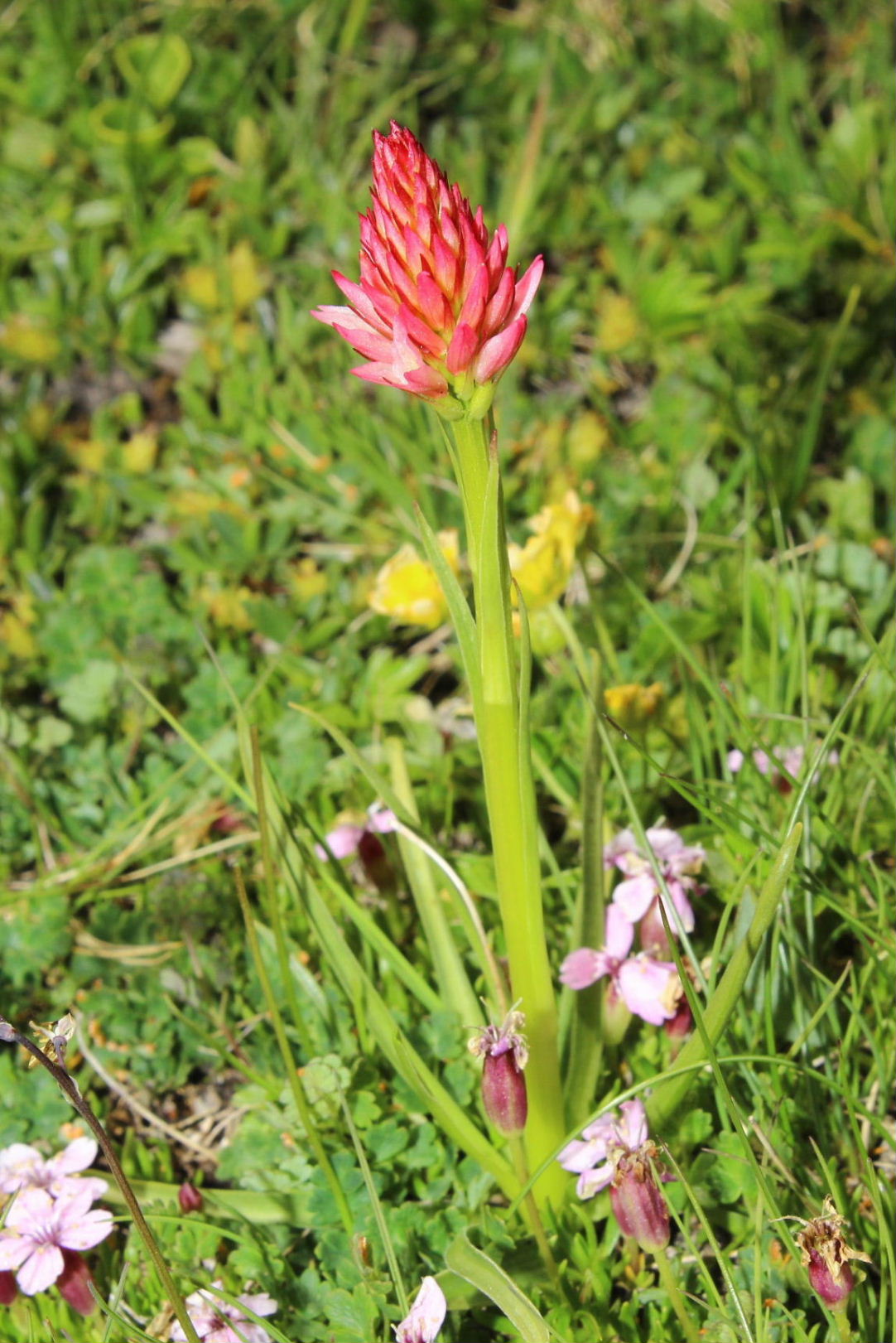Nigritella da determinare-2